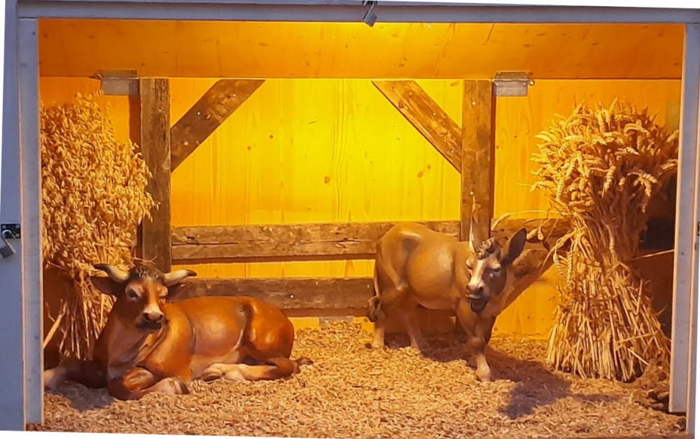 Ochs und Esel im Stall von Bethlehem